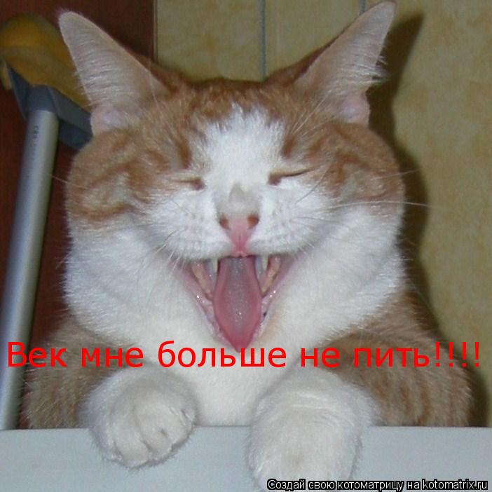 Век мне больше не пить!!!!... Котоматрица: Век мне больше не пить!!!!