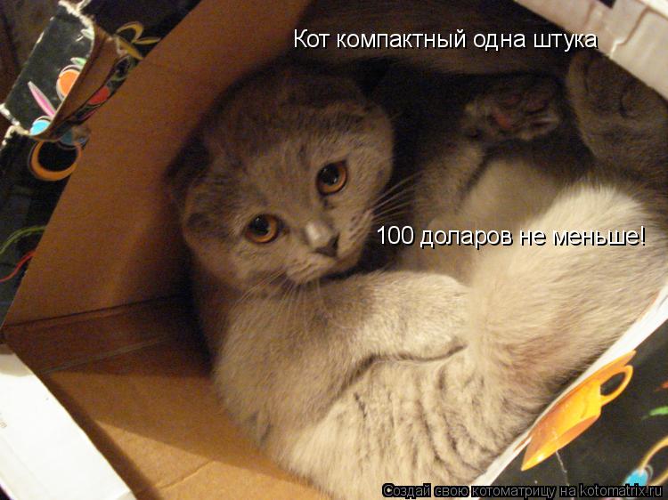 Кот компактный одна штука 100 доларов не меньше!... Котоматрица: Кот компактный одна штука 100 доларов не меньше!
