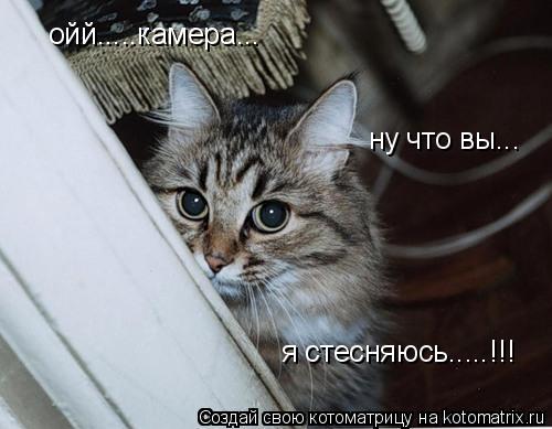 ойй.....камера... ну что вы... я стесняюсь.....!!!... Котоматрица: ойй.....камера... ну что вы... я стесняюсь.....!!!