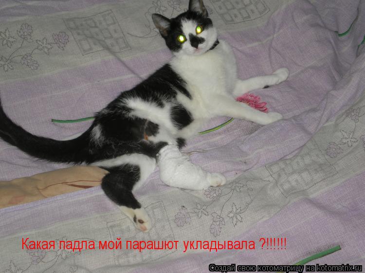 Какая падла мой парашют укладывала ?!!!!!!... Котоматрица: Какая падла мой парашют укладывала ?!!!!!!