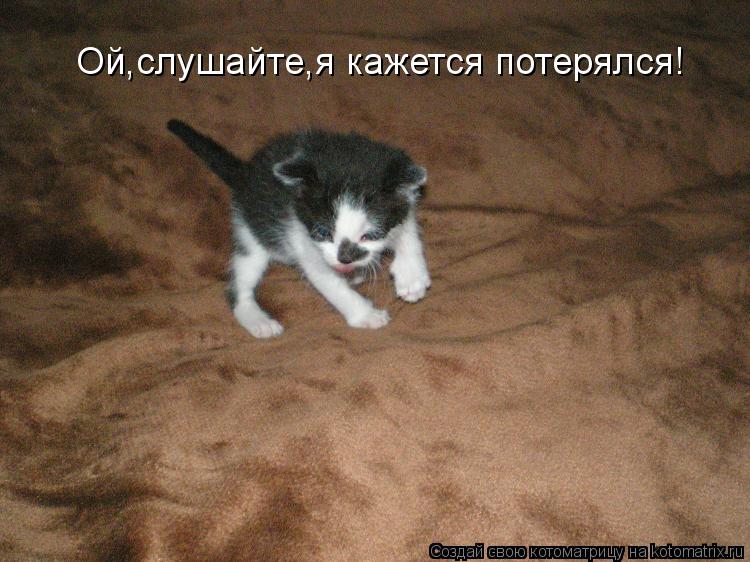 Ой,слушайте,я кажется потерялся!... Котоматрица: Ой,слушайте,я кажется потерялся!