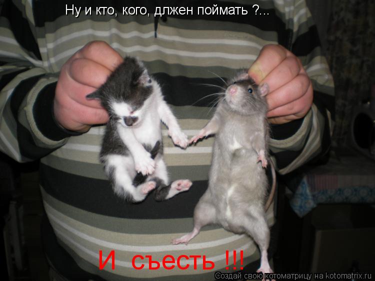 Ну и кто, кого, длжен поймать ?... И съесть !!!... Котоматрица: Ну и кто, кого, длжен поймать ?... И съесть !!!