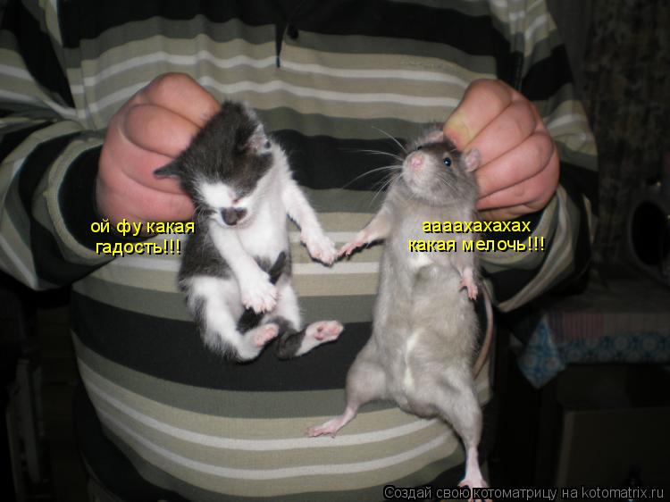 ой фу какая гадость!!! аааахахахах какая мелочь!!!... Котоматрица: ой фу какая гадость!!! аааахахахах какая мелочь!!!