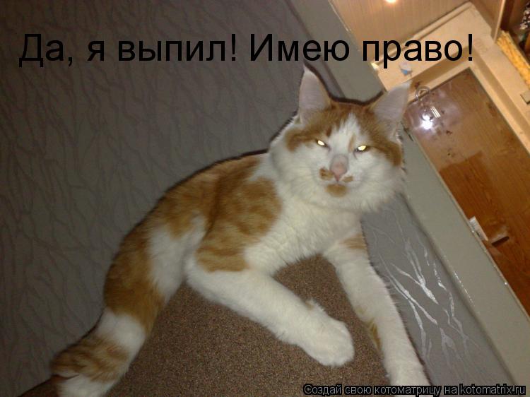 Да, я выпил! Имею право!... Котоматрица: Да, я выпил! Имею право!