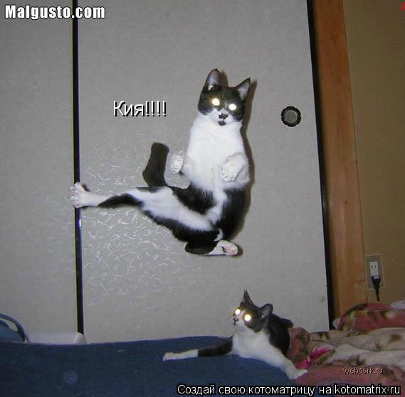 Кия!!!!... Котоматрица: Кия!!!!
