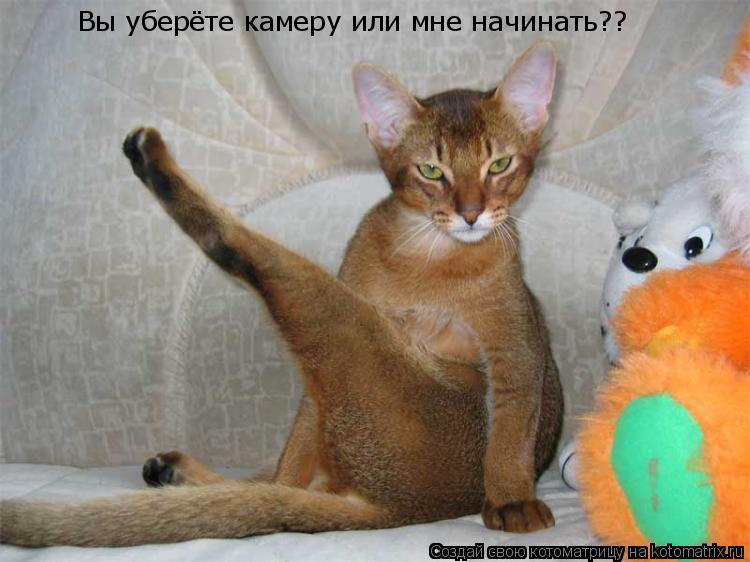 Вы уберёте камеру или мне начинать??... Котоматрица: Вы уберёте камеру или мне начинать??
