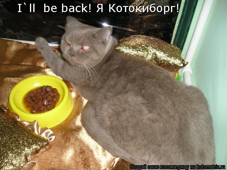 I`ll be back! Я Котокиборг!... Котоматрица: I`ll be back! Я Котокиборг!