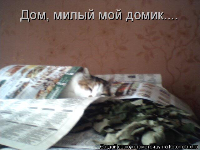 Дом, милый мой домик....... Котоматрица: Дом, милый мой домик....
