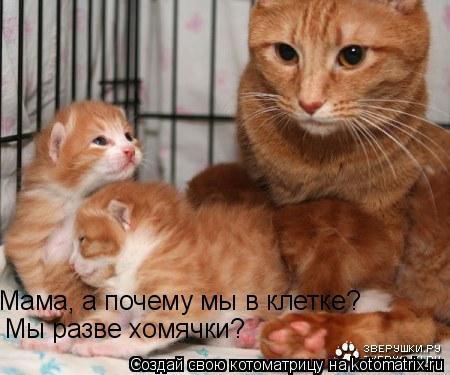Мама, а почему мы в клетке? Мы разве хомячки?... Котоматрица: Мама, а почему мы в клетке? Мы разве хомячки?