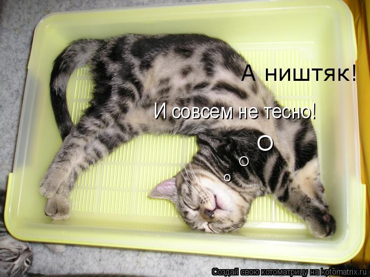 о О О А ништяк! И совсем не тесно!... Котоматрица: о О О А ништяк! И совсем не тесно!