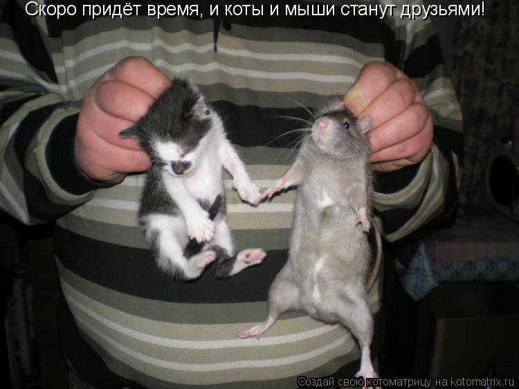 Скоро придёт время, и коты и мыши станут друзьями!... Котоматрица: Скоро придёт время, и коты и мыши станут друзьями!