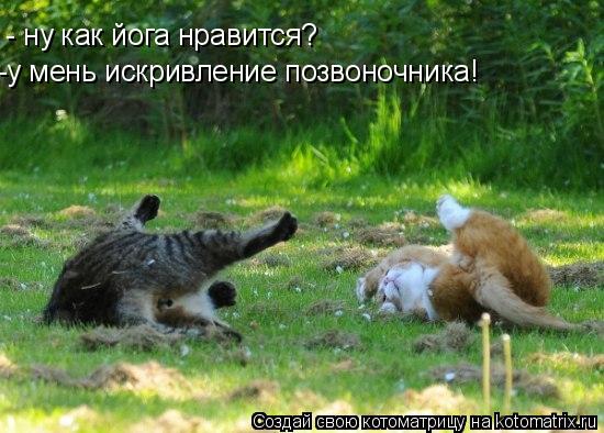 - ну как йога нравится? -у мень искривление позвоночника!... Котоматрица: - ну как йога нравится? -у мень искривление позвоночника!
