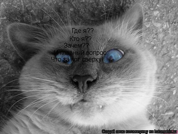 Где я?? Кто я?? Зачем?? И главный вопрос: Что за кот сверху!... Котоматрица: Где я?? Кто я?? Зачем?? И главный вопрос: Что за кот сверху!