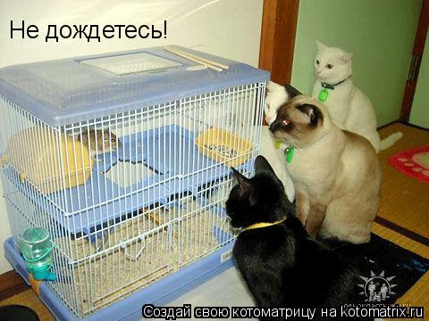 Не дождетесь!... Котоматрица: Не дождетесь!