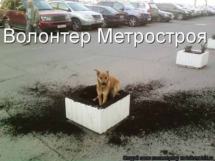 Волонтер Метростроя... Котоматрица: Волонтер Метростроя