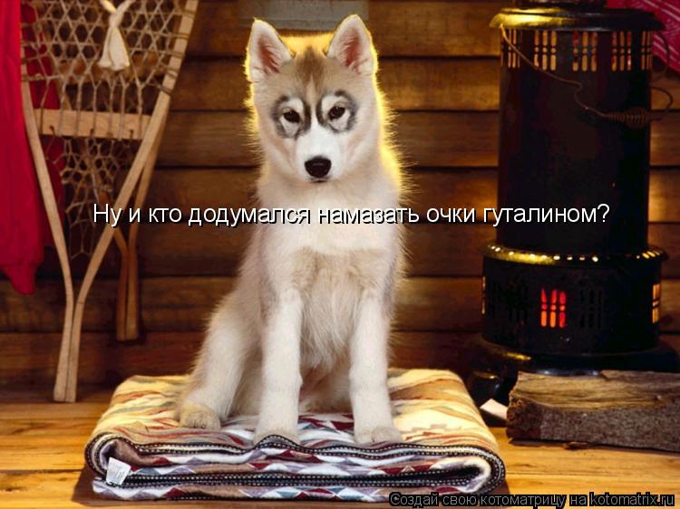 Ну и кто додумался намазать очки гуталином?... Котоматрица: Ну и кто додумался намазать очки гуталином?