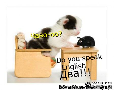 Do you speak English Чаво-оо? Два!!!... Котоматрица: Do you speak English Чаво-оо? Два!!!