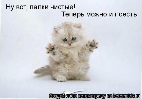 Ну вот, лапки чистые! Теперь можно и поесть!... Котоматрица: Ну вот, лапки чистые! Теперь можно и поесть!