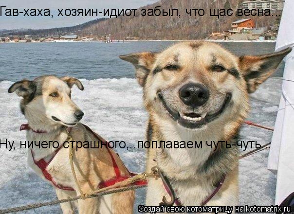 Гав-хаха, хозяин-идиот забыл, что щас весна... Ну, ничего страшного,..поплаваем чуть-чуть...... Котоматрица: Гав-хаха, хозяин-идиот забыл, что щас весна... Ну, ничего страшного,..поплаваем чуть-чуть...
