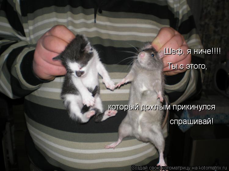 Шеф, я ниче!!!! Ты с этого, спрашивай! который дохлым прикинулся... Котоматрица: Шеф, я ниче!!!! Ты с этого, спрашивай! который дохлым прикинулся