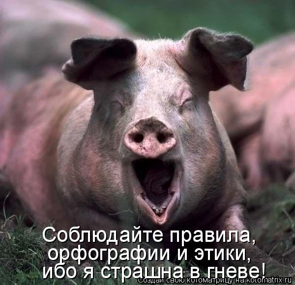 Соблюдайте правила, орфографии и этики, ибо я страшна в гневе!... Котоматрица: Соблюдайте правила, орфографии и этики, ибо я страшна в гневе!