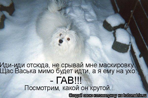 Иди-иди отсюда, не срывай мне маскировку... Щас Васька мимо будет идти, а я ему на ухо: - ГАВ!!! Посм... Котоматрица: Иди-иди отсюда, не срывай мне маскировку... Щас Васька мимо будет идти, а я ему на ухо: - ГАВ!!! Посмотрим, какой он крутой...