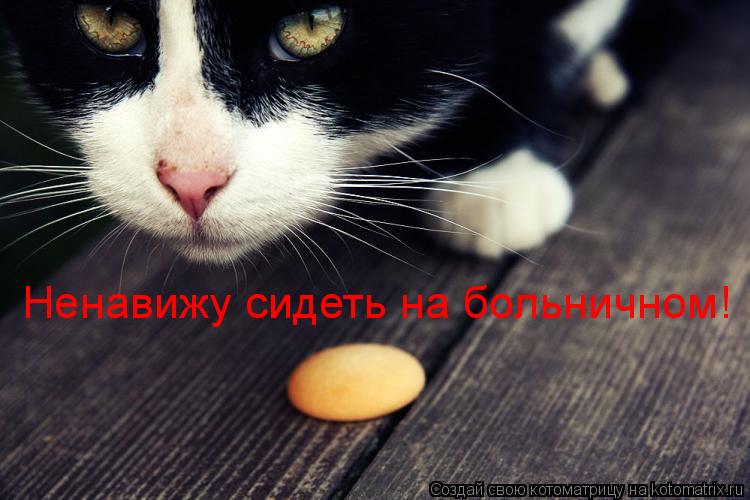 Ненавижу сидеть на больничном!... Котоматрица: Ненавижу сидеть на больничном!