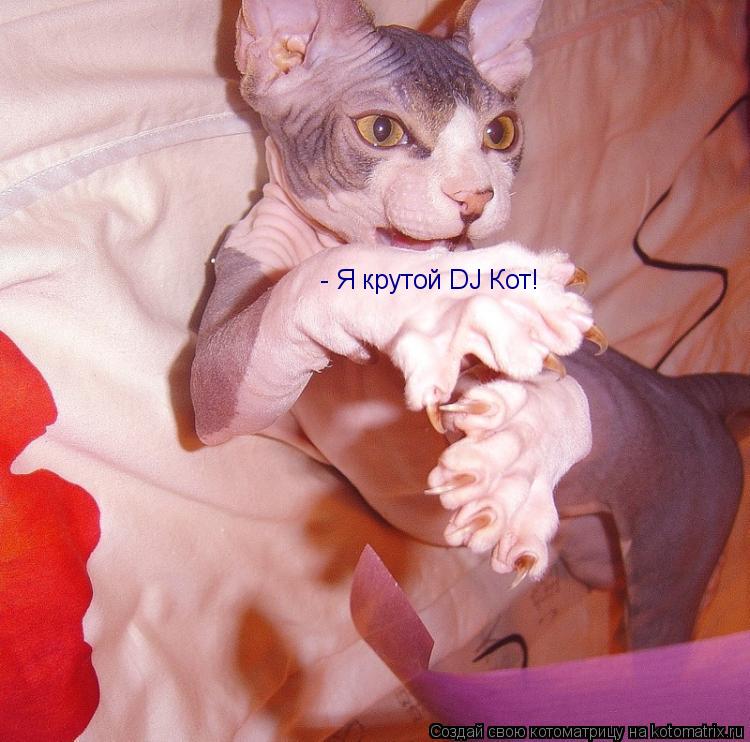 я крутой DJ Кот! - Я крутой DJ Кот!... Котоматрица: я крутой DJ Кот! - Я крутой DJ Кот!
