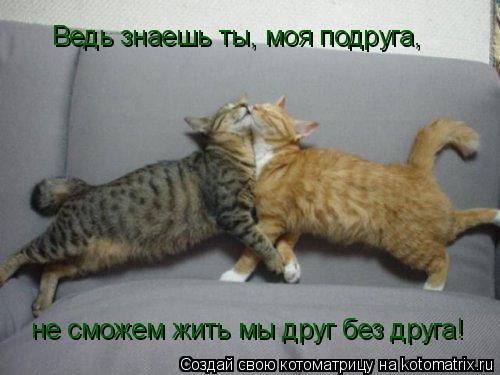 Ведь знаешь ты, моя подруга, не сможем жить мы друг без друга!... Котоматрица: Ведь знаешь ты, моя подруга, не сможем жить мы друг без друга!