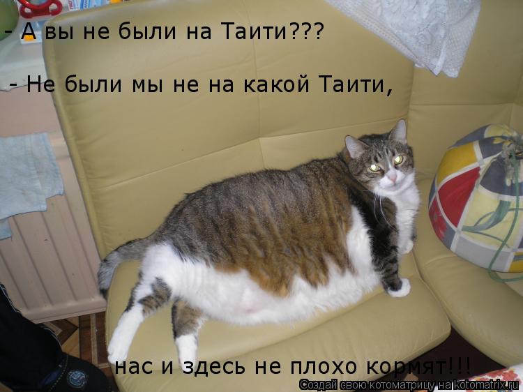 - А вы не были на Таити??? - Не были мы не на какой Таити, нас и здесь не плохо кормят!!!... Котоматрица: - А вы не были на Таити??? - Не были мы не на какой Таити, нас и здесь не плохо кормят!!!