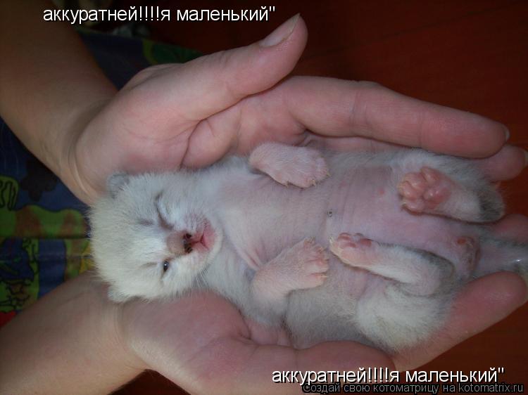 аккуратней!!!!я маленький" аккуратней!!!!я маленький"... Котоматрица: аккуратней!!!!я маленький" аккуратней!!!!я маленький"