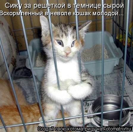 Сижу за решеткой в темнице сырой Вскормленный в неволе кошак молодой...... Котоматрица: Сижу за решеткой в темнице сырой Вскормленный в неволе кошак молодой...