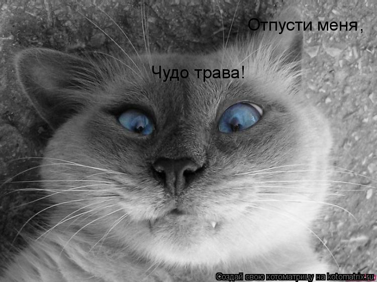 Отпусти меня Чудо трава! ,... Котоматрица: Отпусти меня Чудо трава! ,