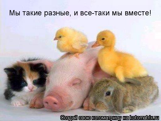 Котоматрица: Мы такие разные, и все-таки мы вместе!