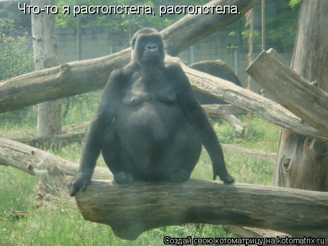 Что-то я растолстела, растолстела.... Котоматрица: Что-то я растолстела, растолстела.