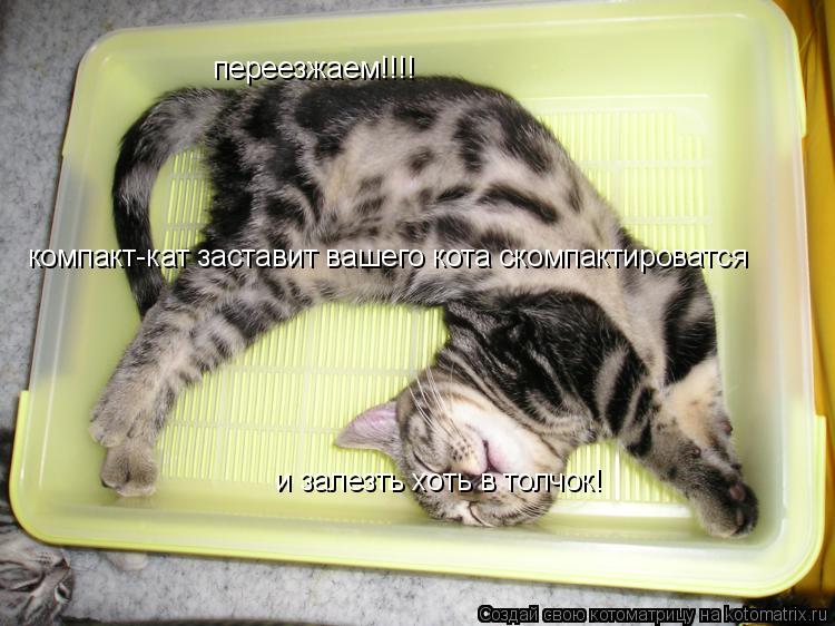 переезжаем!!!! компакт-кат заставит вашего кота скомпактироватся и залезть хоть в толчок!... Котоматрица: переезжаем!!!! компакт-кат заставит вашего кота скомпактироватся и залезть хоть в толчок!