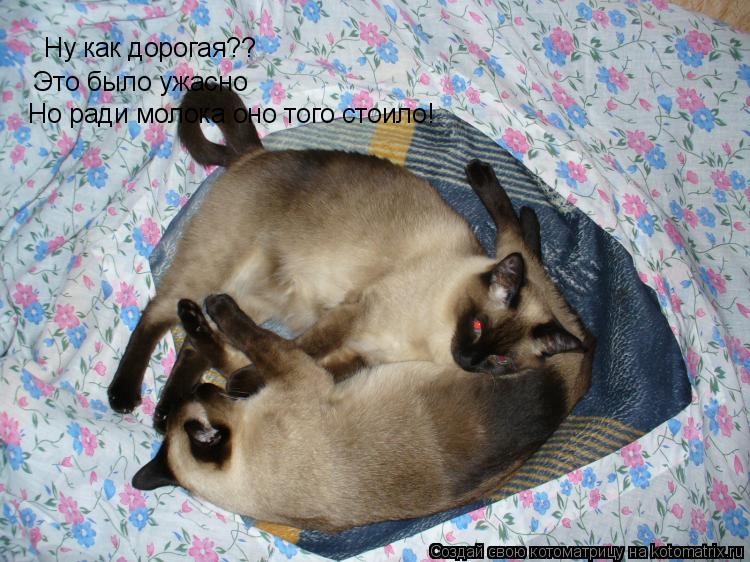 Ну как дорогая?? Это было ужасно Но ради кофе оно Но ради молока оно того стоило!... Котоматрица: Ну как дорогая?? Это было ужасно Но ради кофе оно Но ради молока оно того стоило!