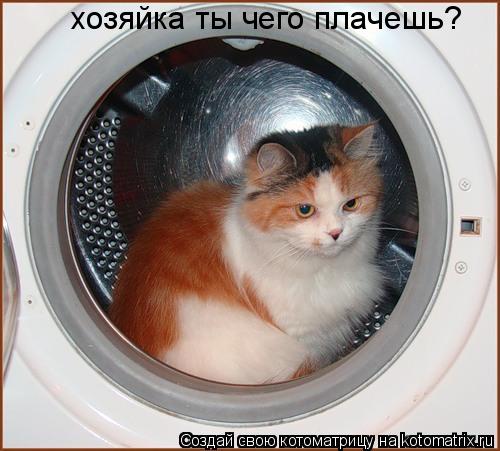 хозяйка ты чего плачешь?... Котоматрица: хозяйка ты чего плачешь?