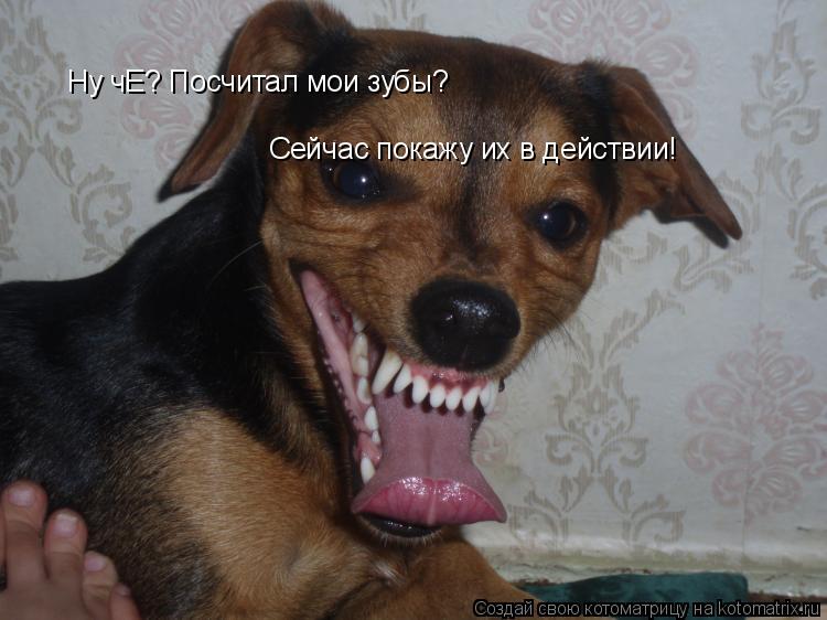 Ну чЕ? Посчитал мои зубы? Сейчас покажу их в действии!... Котоматрица: Ну чЕ? Посчитал мои зубы? Сейчас покажу их в действии!