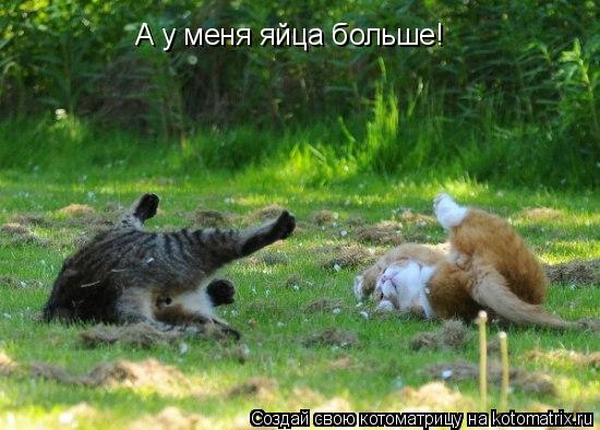 А у меня яйца больше!... Котоматрица: А у меня яйца больше!