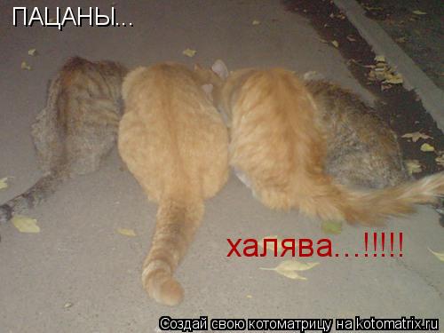 ПАЦАНЫ... халява...!!!!!... Котоматрица: ПАЦАНЫ... халява...!!!!!