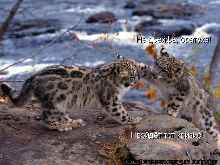 Не дрейфь, братуха! Пройдёт тот кризис!... Котоматрица: Не дрейфь, братуха! Пройдёт тот кризис!