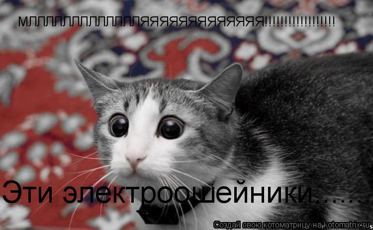 МЛЛЛЛЛЛЛЛЛЛЛЛЛЯЯЯЯЯЯЯЯЯЯЯЯЯ!!!!!!!!!!!!!!!!!! Эти электроошейники....................................... Котоматрица: МЛЛЛЛЛЛЛЛЛЛЛЛЛЯЯЯЯЯЯЯЯЯЯЯЯЯ!!!!!!!!!!!!!!!!!! Эти электроошейники........................................