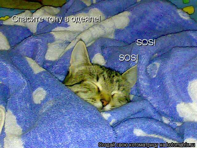 Спасите тону в одеяле! SOS! SOS!... Котоматрица: Спасите тону в одеяле! SOS! SOS!