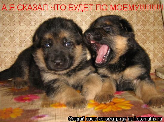 А Я СКАЗАЛ ЧТО БУДЕТ ПО МОЕМУ!!!!!!!!!!!!!!!!... Котоматрица: А Я СКАЗАЛ ЧТО БУДЕТ ПО МОЕМУ!!!!!!!!!!!!!!!!
