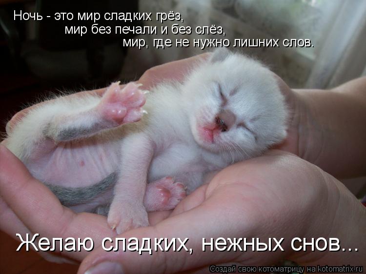 Ночь - это мир сладких грёз, мир без печали и без слёз, мир, где не нужно лишних слов. Желаю сладк... Котоматрица: Ночь - это мир сладких грёз, мир без печали и без слёз, мир, где не нужно лишних слов. Желаю сладких, нежных снов...