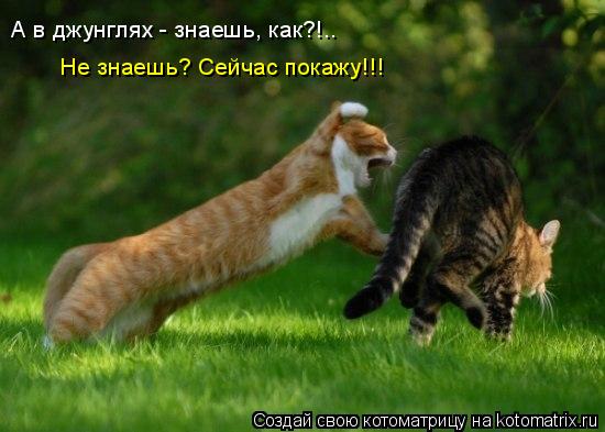 А в джунглях - знаешь, как?!.. Не знаешь? Сейчас покажу!!!... Котоматрица: А в джунглях - знаешь, как?!.. Не знаешь? Сейчас покажу!!!