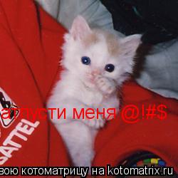 атпусти меня @!#$... Котоматрица: атпусти меня @!#$
