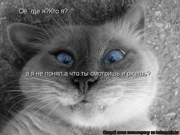 Оё, где я?Кто я? а я не понял,а что ты смотришь и ржешь?... Котоматрица: Оё, где я?Кто я? а я не понял,а что ты смотришь и ржешь?