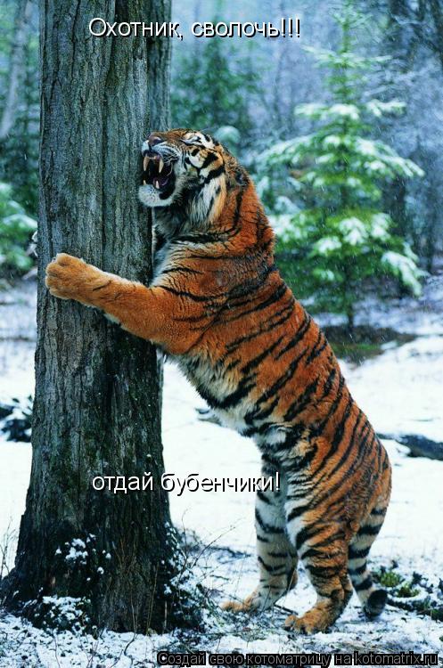 Охотник, сволочь!!! отдай бубенчики!... Котоматрица: Охотник, сволочь!!! отдай бубенчики!